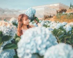 Cánh Đồng Cẩm Tú Cầu Đà Lạt Còn Đẹp Như Trước Không?